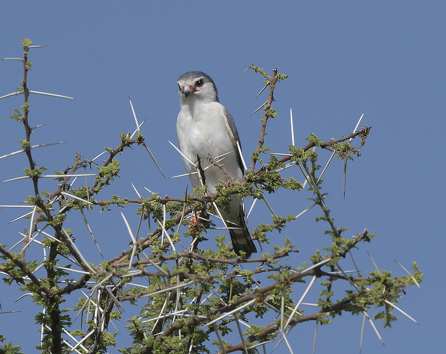 Pygmy Falcon 