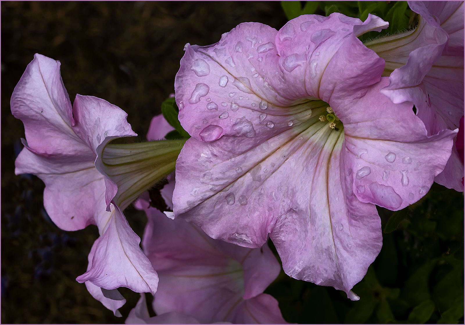 Sony A1 with 90mm Macro lens 