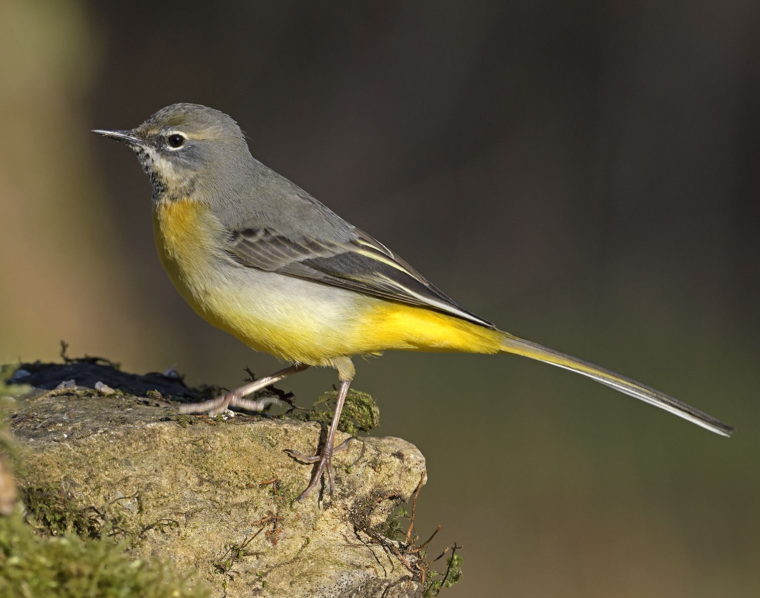 Grey Wagtail Hampshire England 