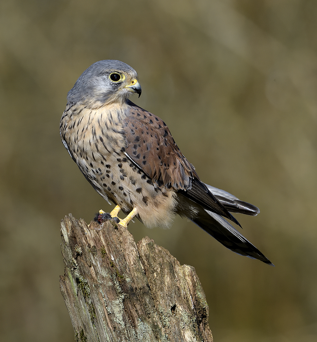 Kestrel 