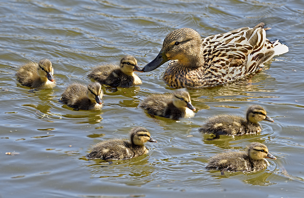 Mallard Family on River Stour Spring 2016 