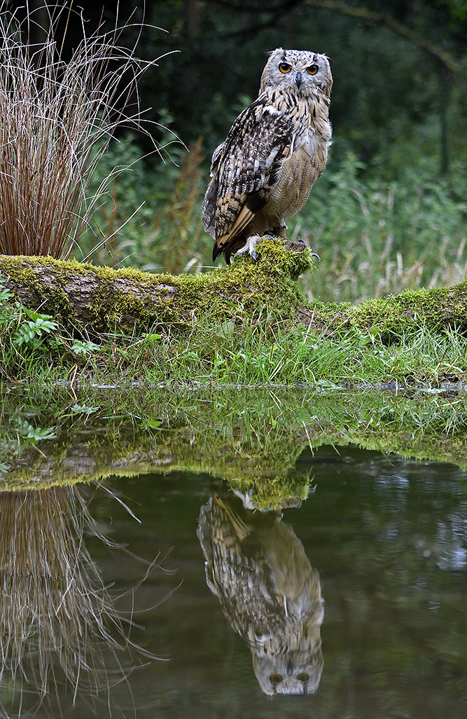 Indian Eagle Owl 