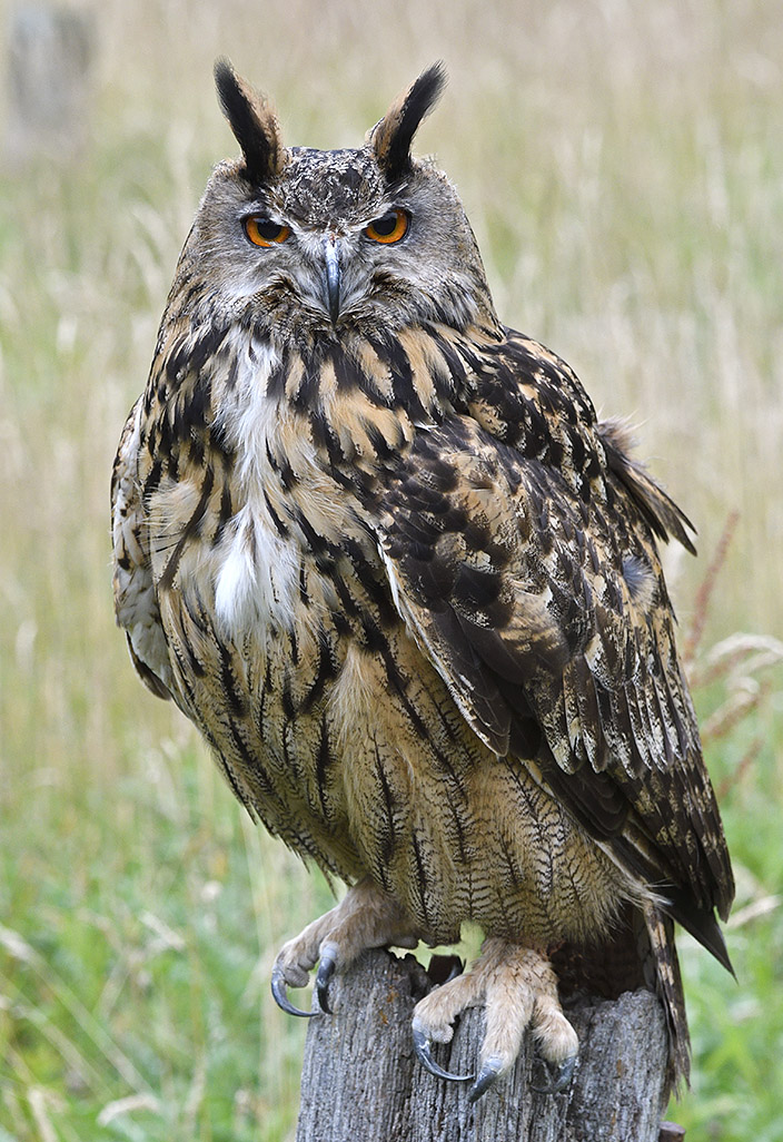 Eagle Owl 