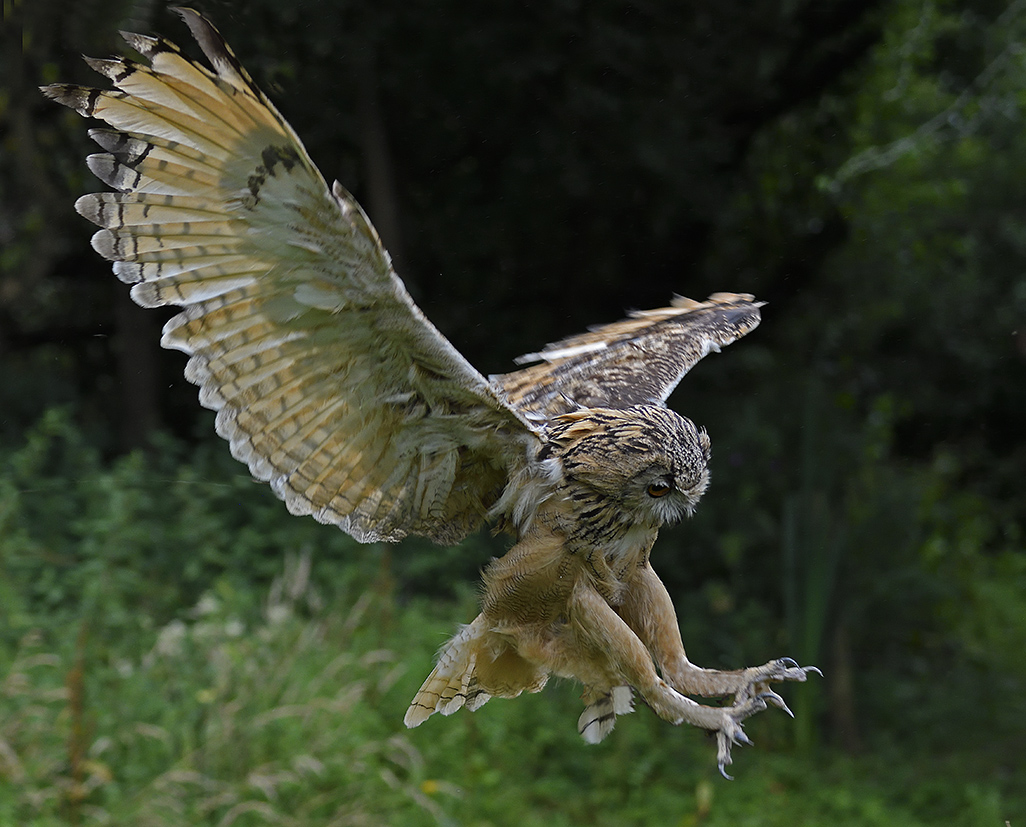 Eagle Owl 