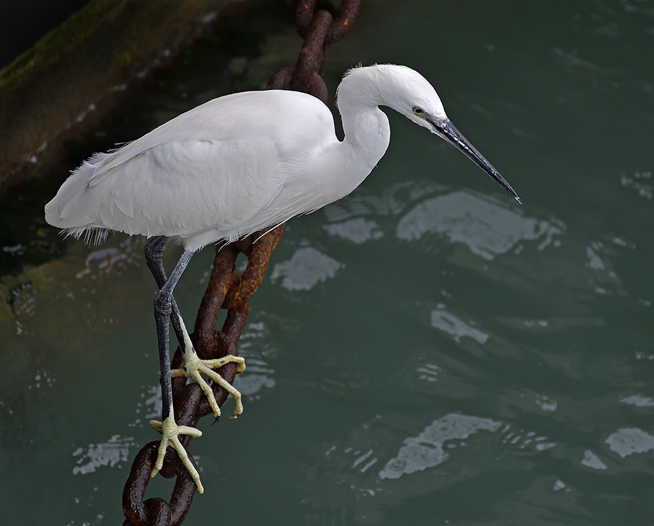 Little Egret in Venice Nikon D500 DSLR 