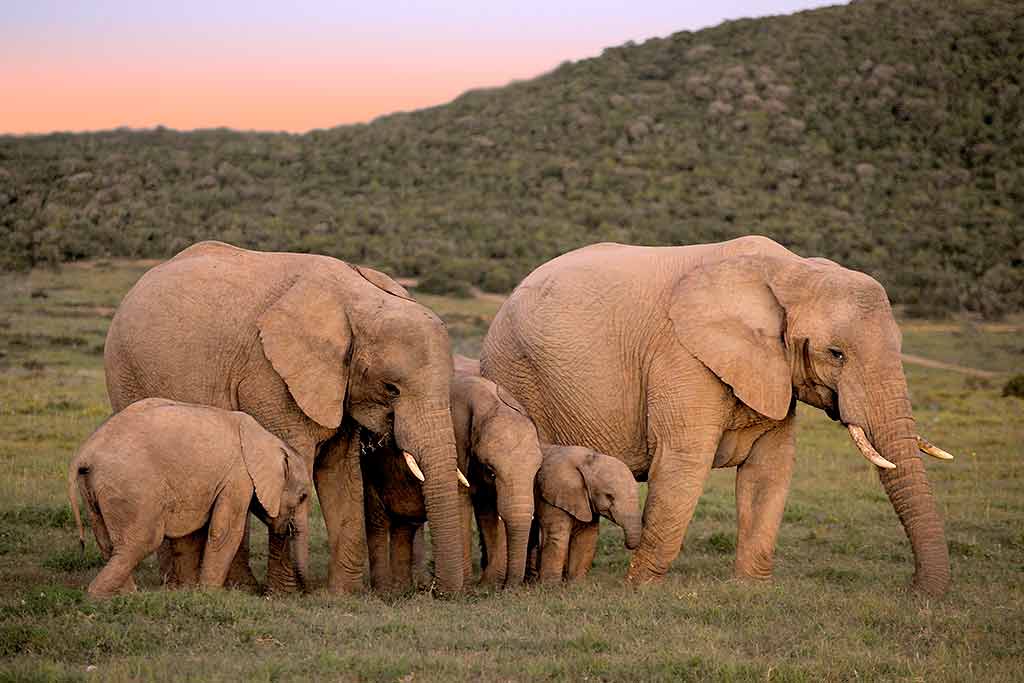 Elephants, South Africa 