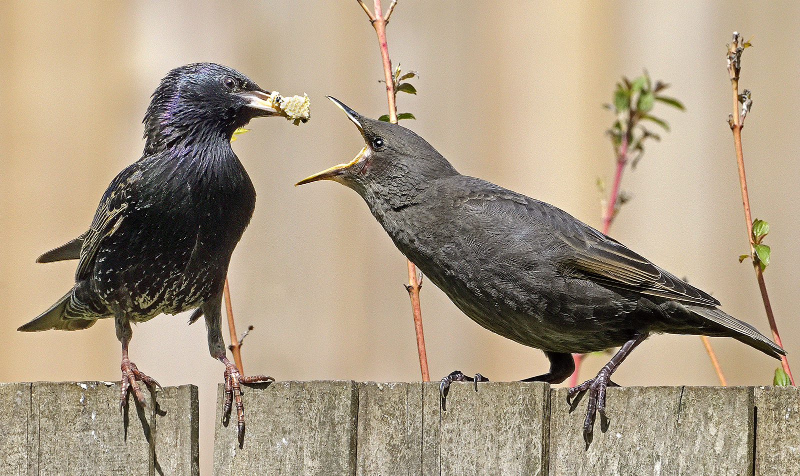 Feeding Young Starling 