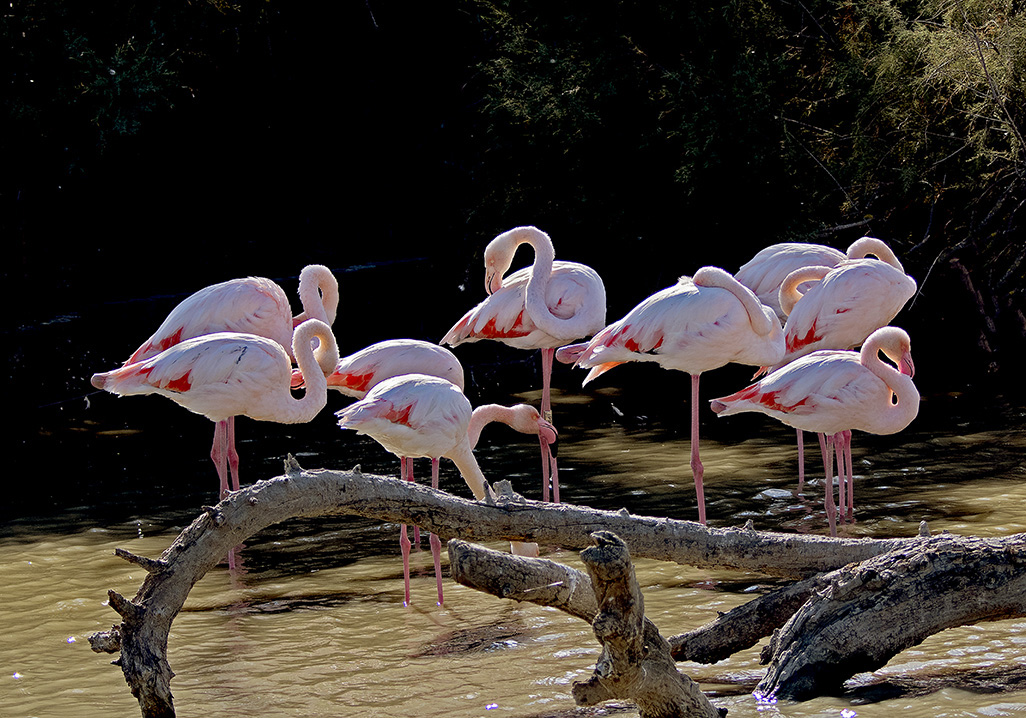 Flamingos in Camargue, S France 