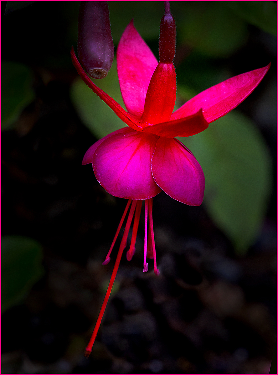 Sony A1 Camera with 90mm Macro Lens 