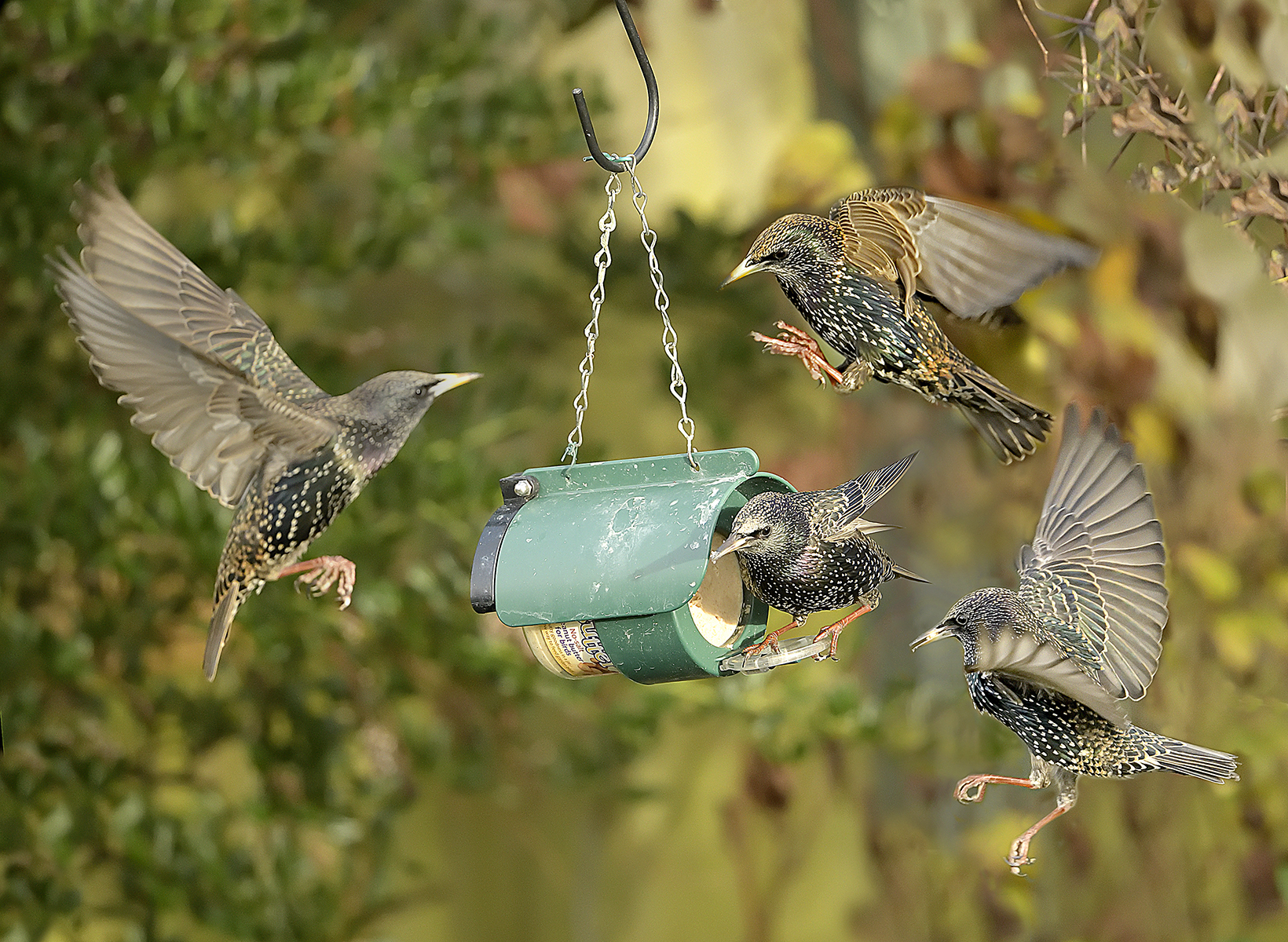 Starlings with Flutter Butter in our garden 