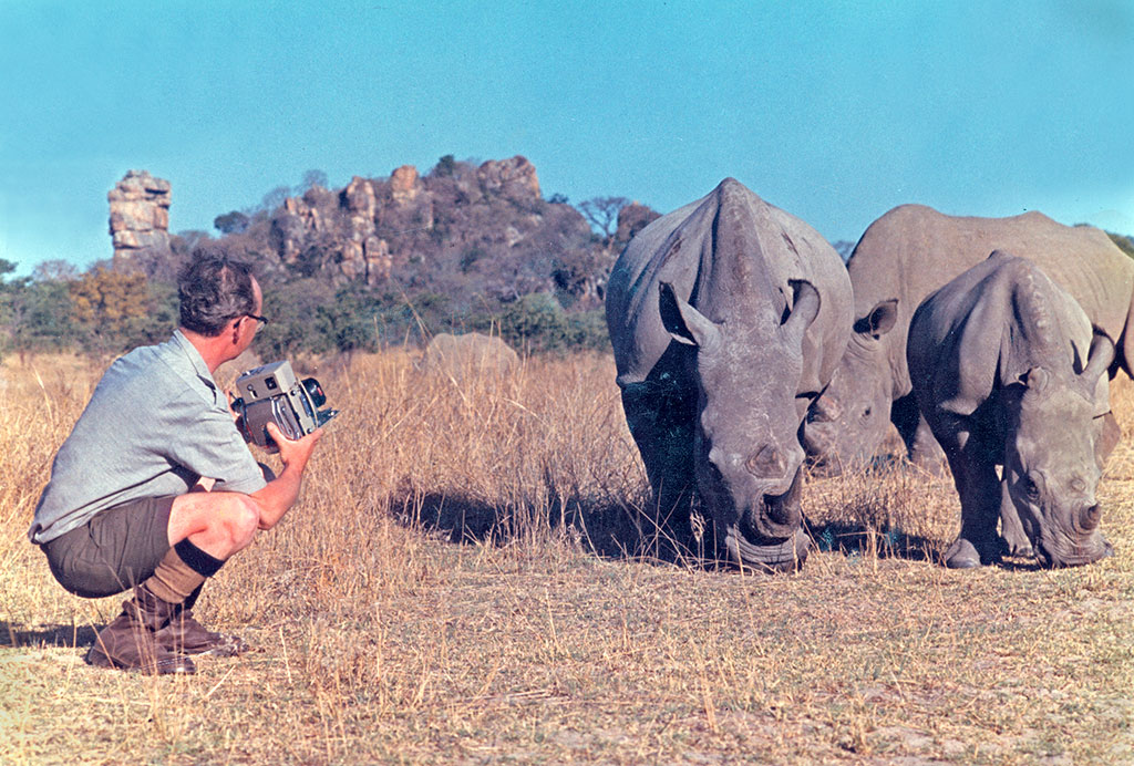 GW With White Rhinos Matopos Rhodesia 1972 