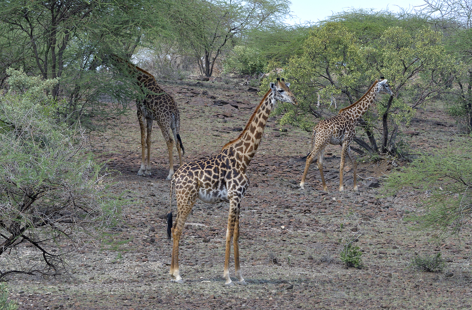 Giraffe Kenya Nov 2019 