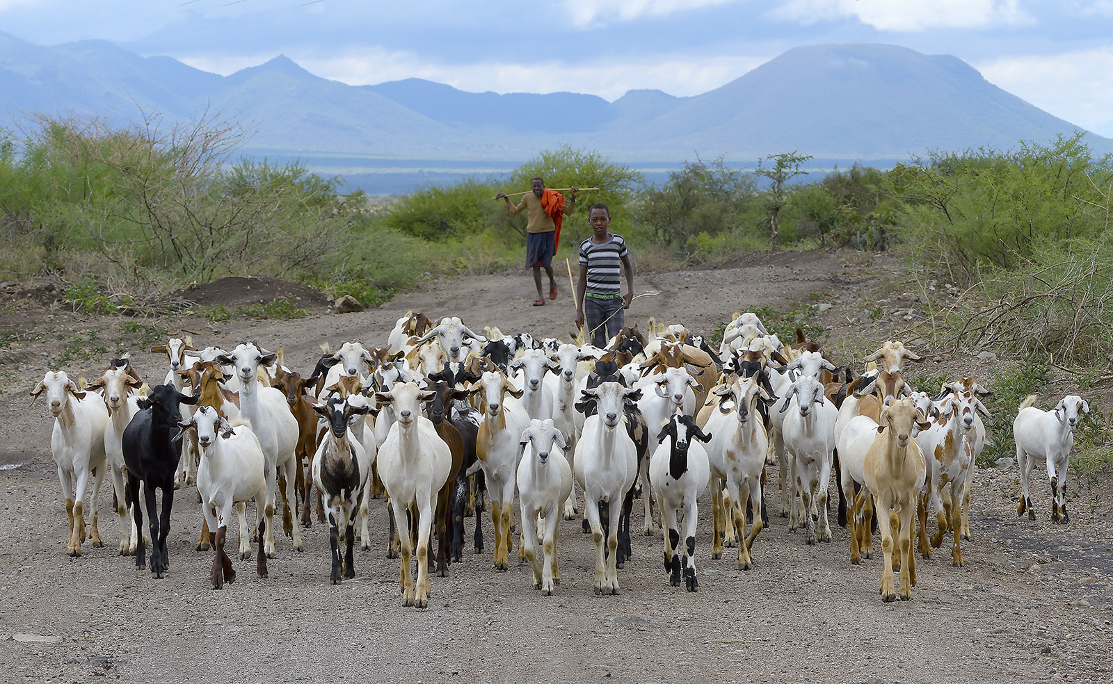 Goats, Kenya 