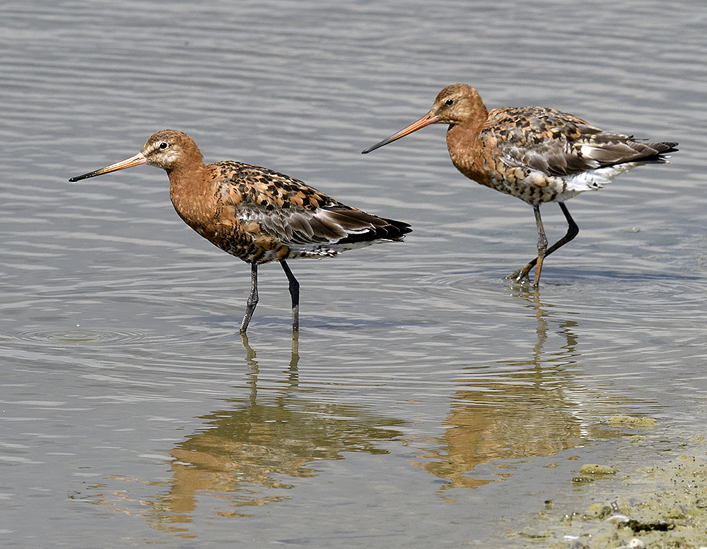 Black Tailed Godwits in Titchfield Haven 