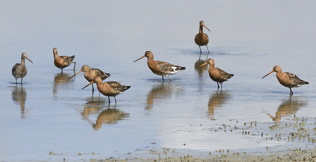 Black Tailed Godwits, Titchfield Haven 