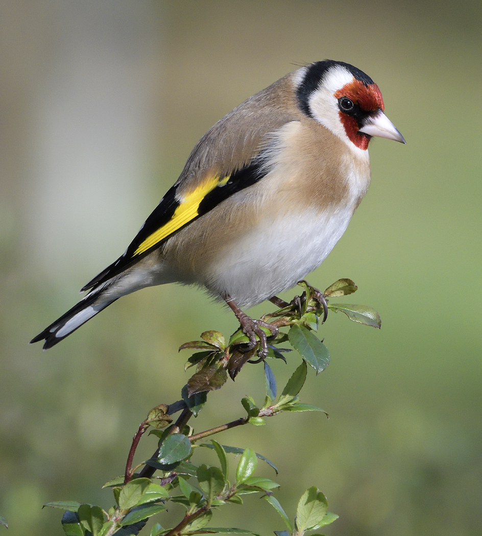 Goldfinch 