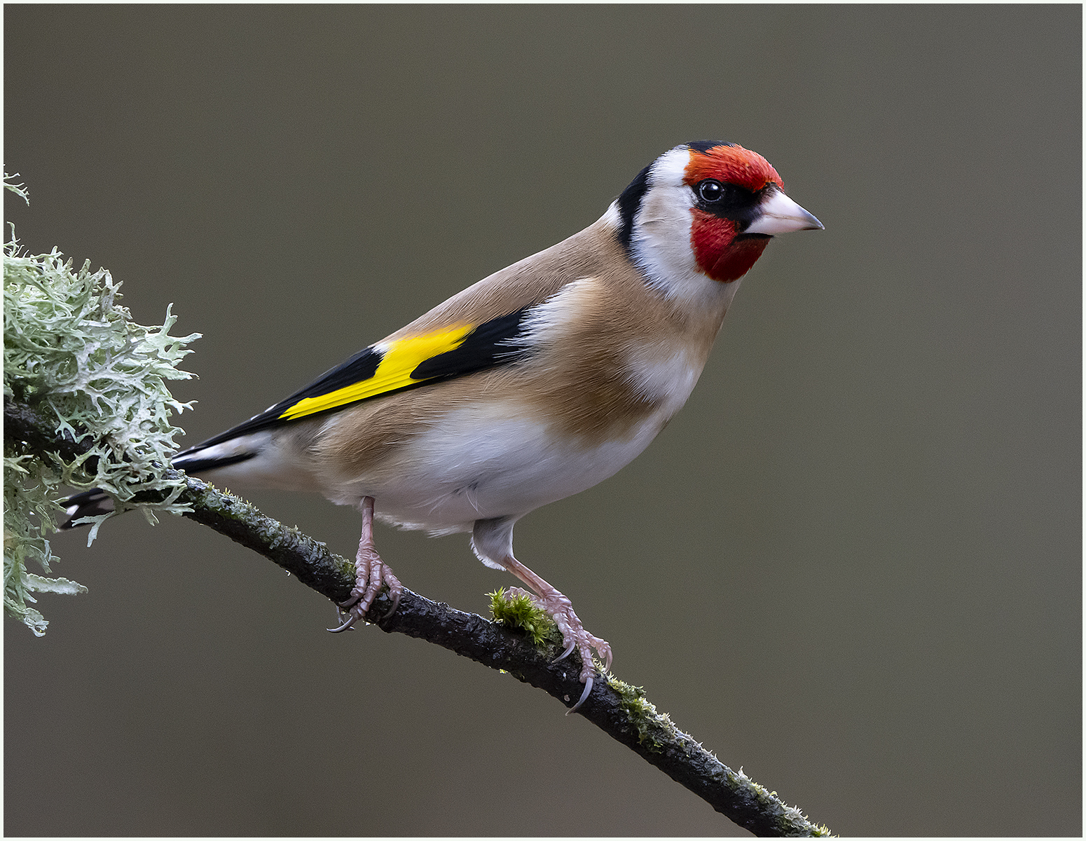 Goldfinch with Sony A1 and 600mm lens 