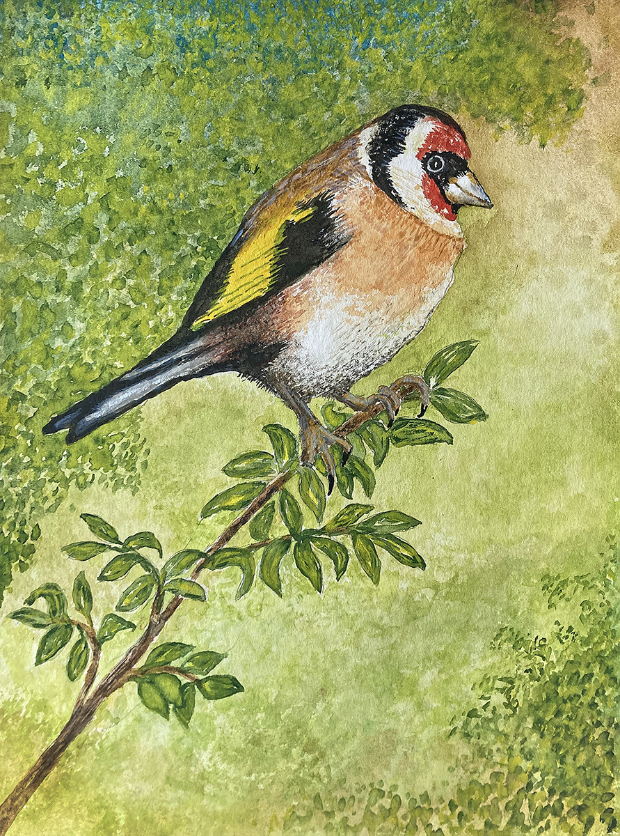 Goldfinch watercolour Feb 2024 