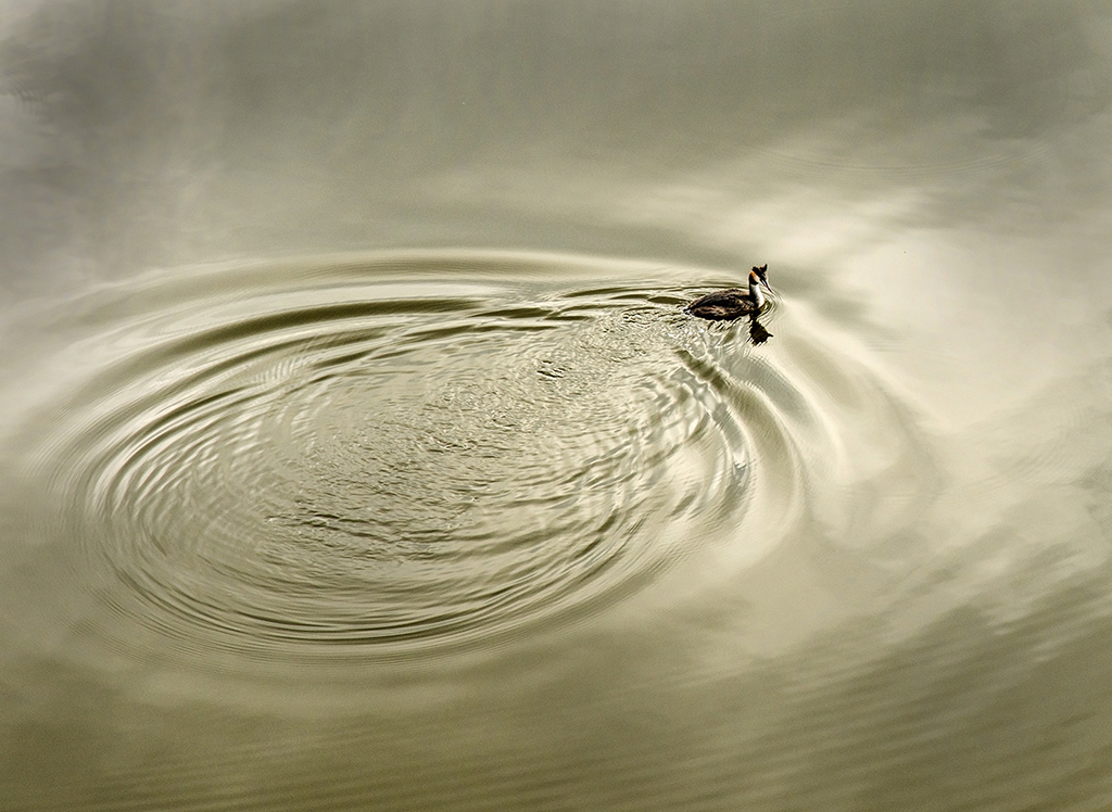 Gt Crested Grebe 