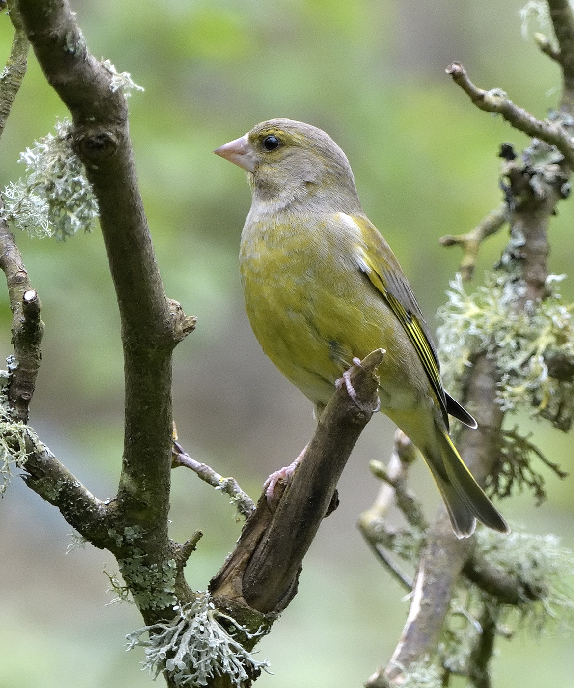 Greenfinch 