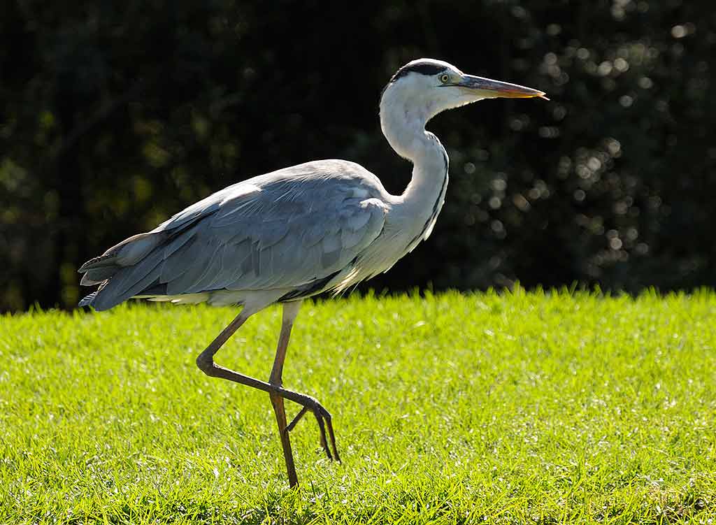 Grey Heron, S Africa 