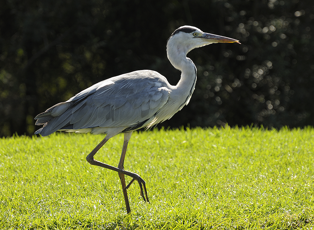 Grey Heron S Africa 