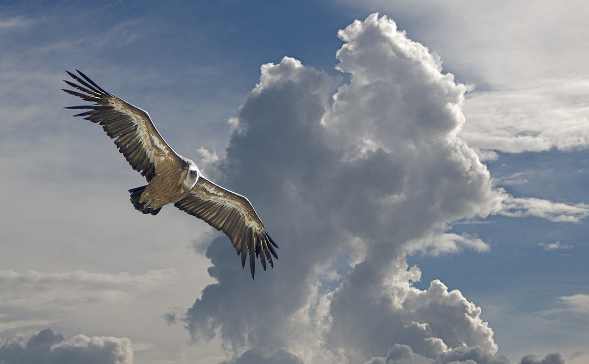 Griffon Vulture in S Spain 