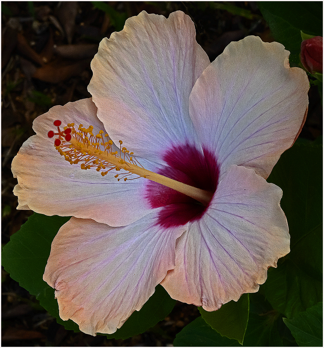 Hibiscus in Mallorca 