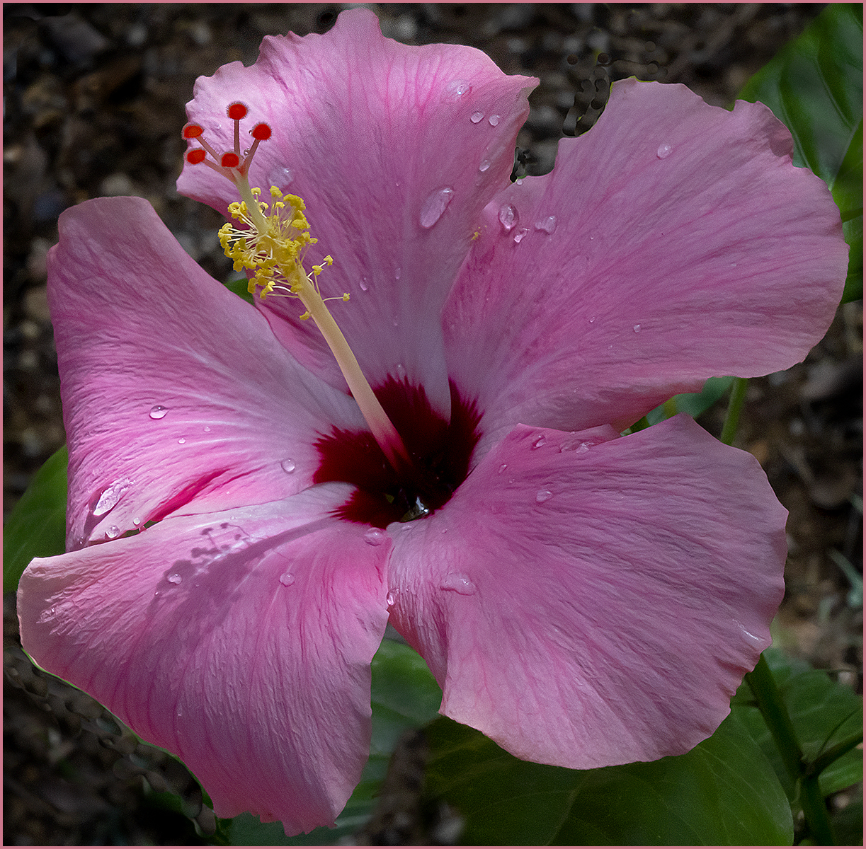 Hibiscus in Mallorca 