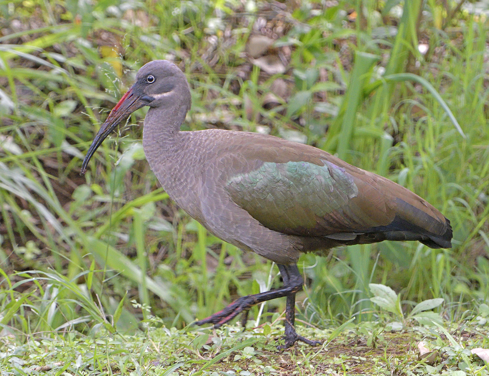 Hadada Ibis 