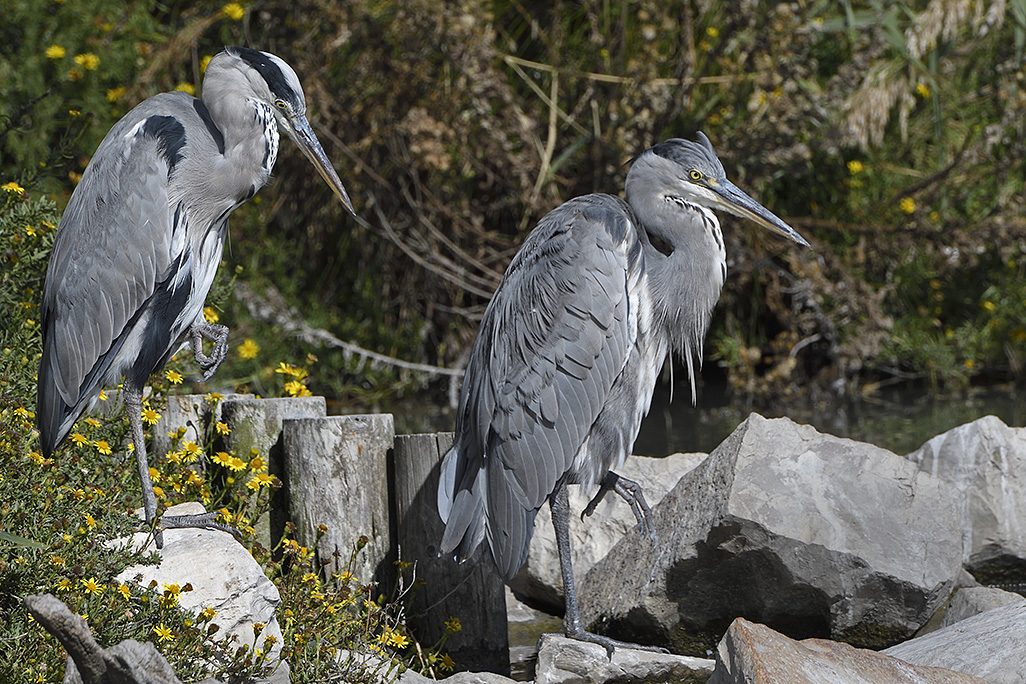 Herons S France 