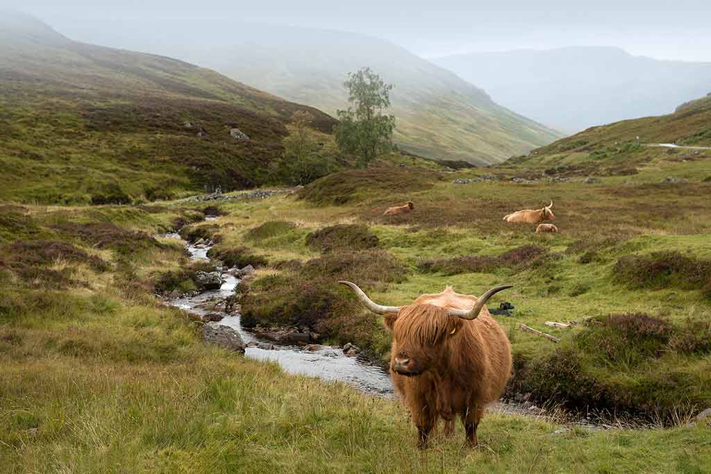 Highland-Cattle 