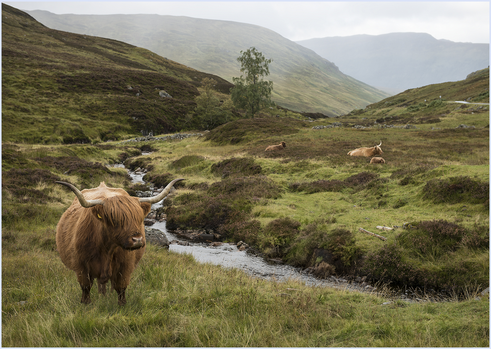 Photoshop new 24.7 AI Beta the Highland cow was in front of the logs. I cut it out using new features and moved the cow to the left as seen I turned it to face into the photo and it blended perfectly in with no loss of detail in the cutout of the cow and 