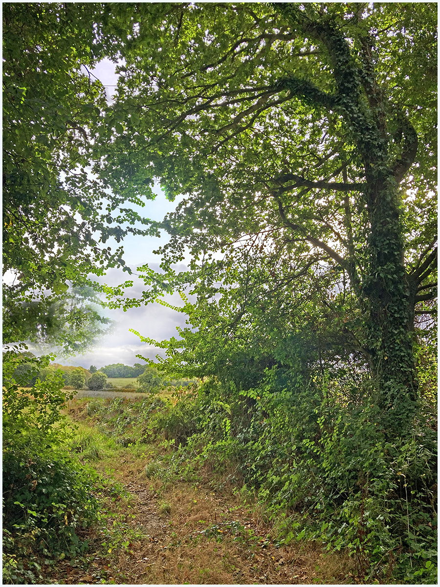 More French trees 
