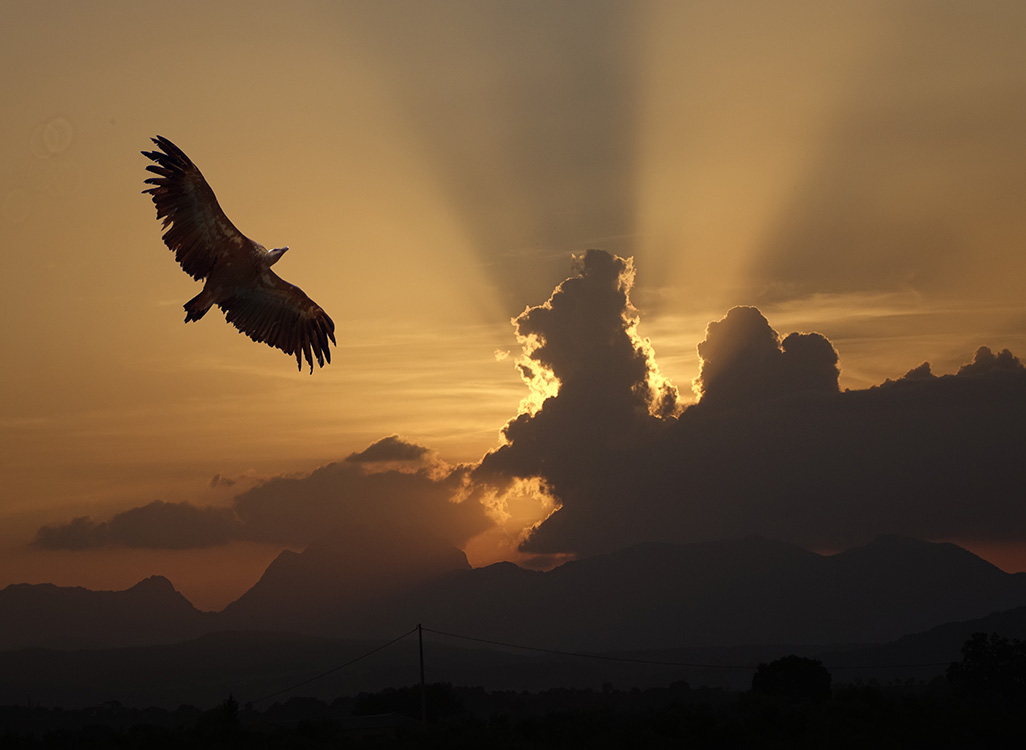 Griffon Vulture near Ronda, S Spain 2018 