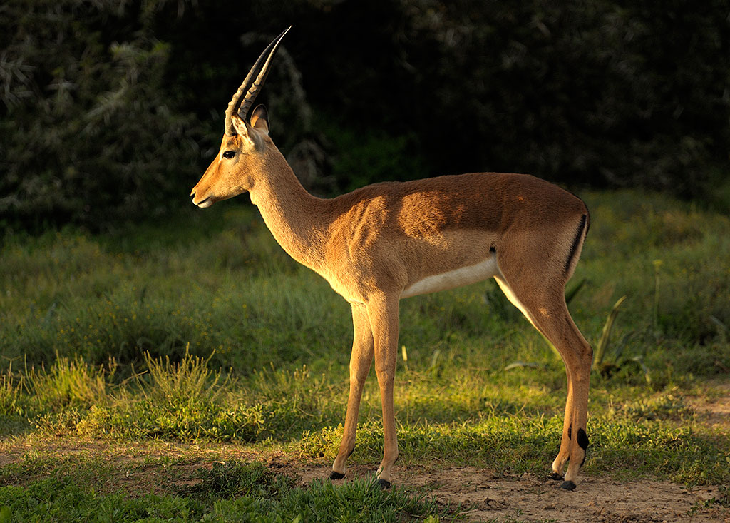 Impala, S Africa 