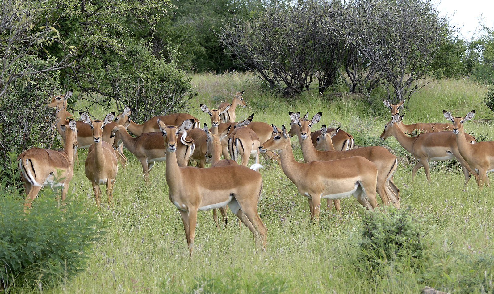 Impala, Kenya 2019 