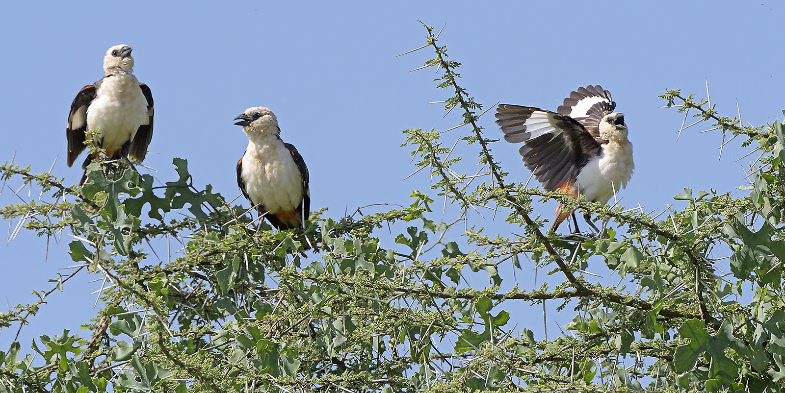 White-Headed Buffalo Weavers 