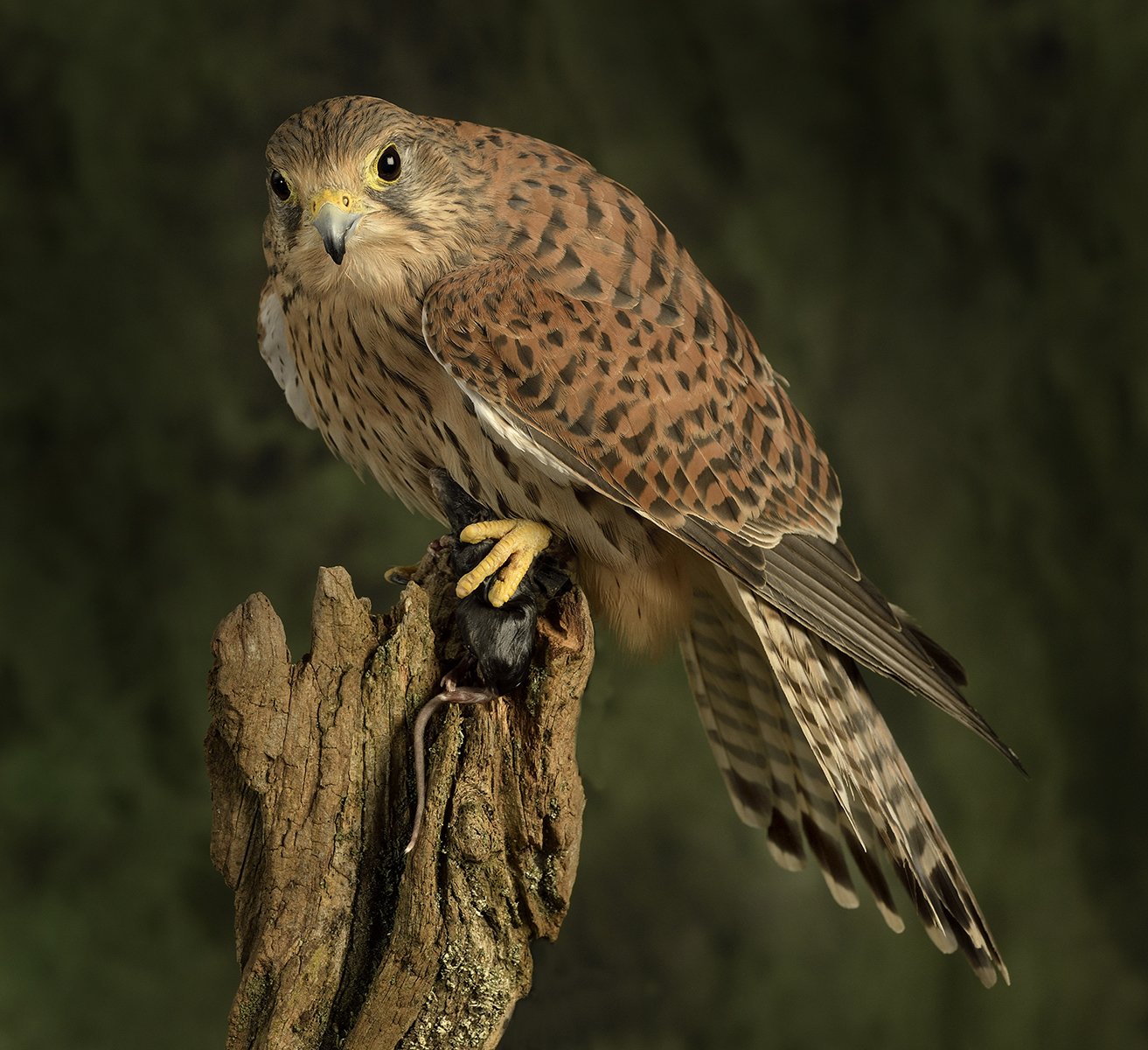 Kestrel with mouse 