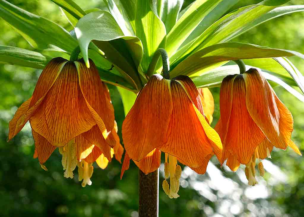 Keukenholf-Gardens Giant Fritillafia 