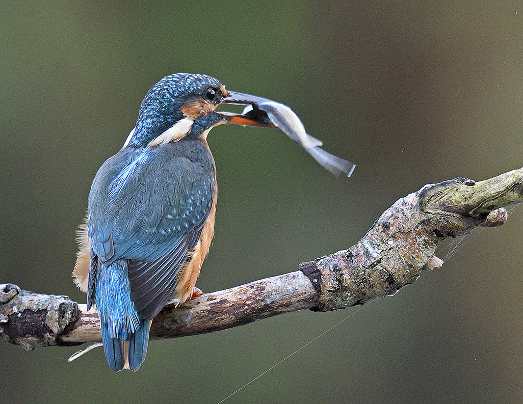 Kingfisher near River Itchen Hampshire Sept 2016 