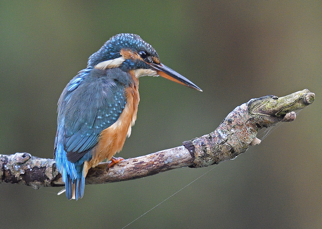 Kingfisher Nikon D500 DSLR with 500mm F4 Nikon lens. 