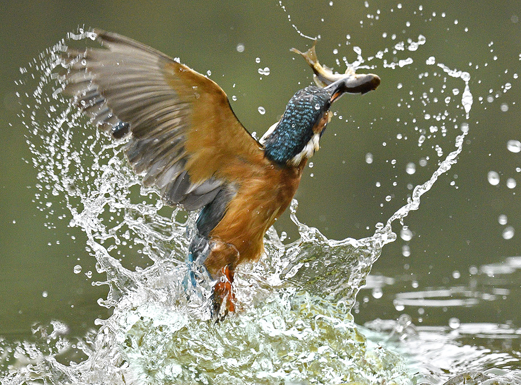 Kingfisher 