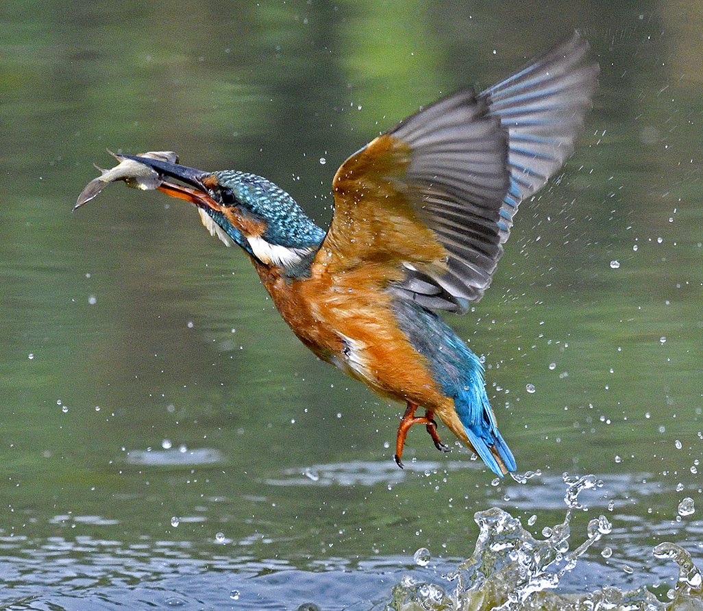 King Fisher Nikon D500 with 500mm Lens 