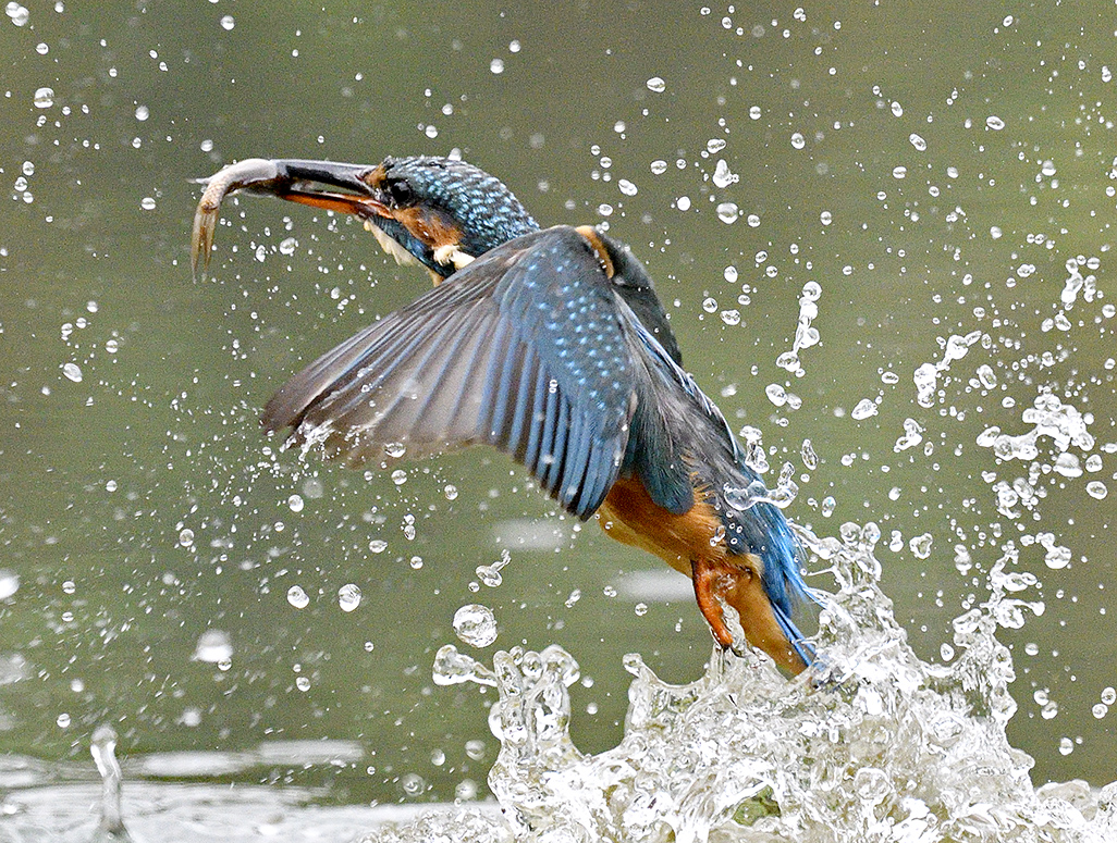 Kingfisher 