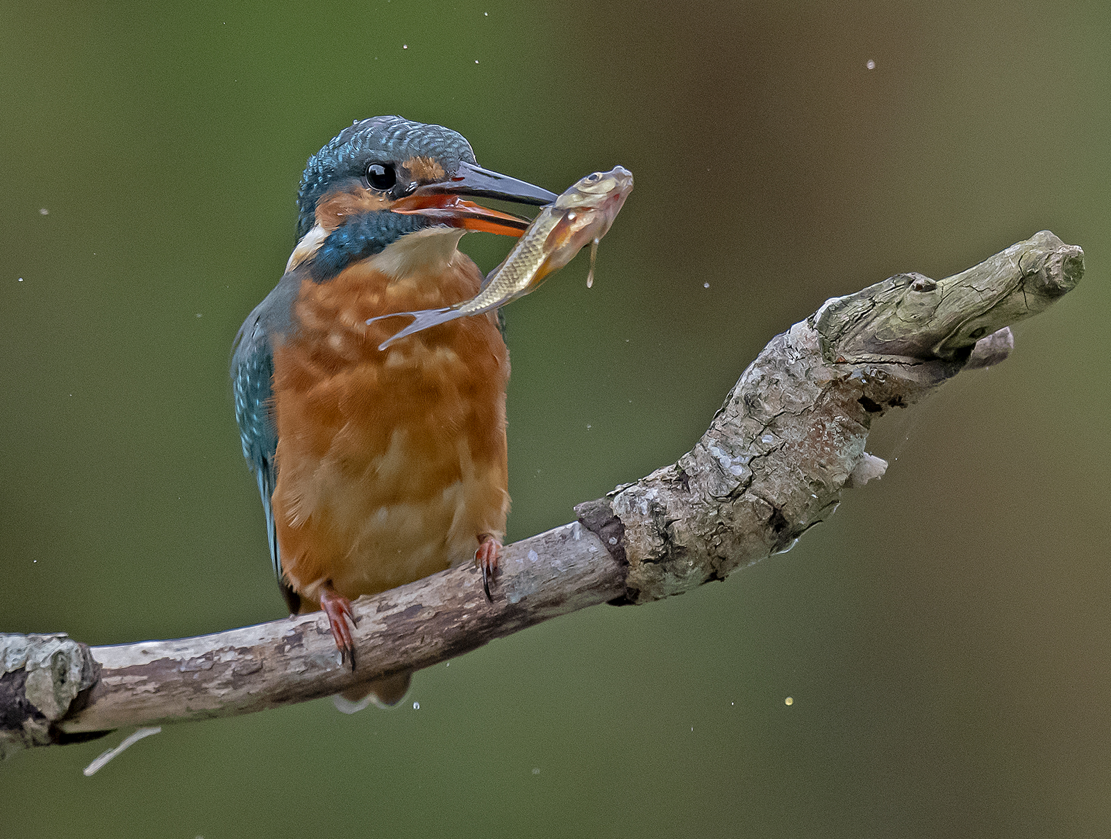 Kingfisher with fish 