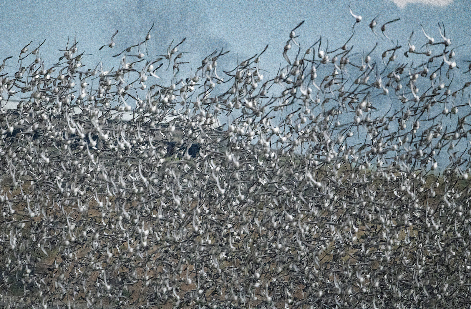 When the Knots fly it is dramatic! 