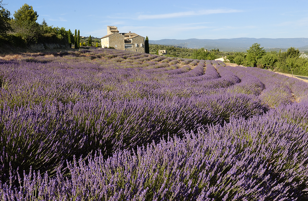 Lavender Near Gordes, Provence, S France 