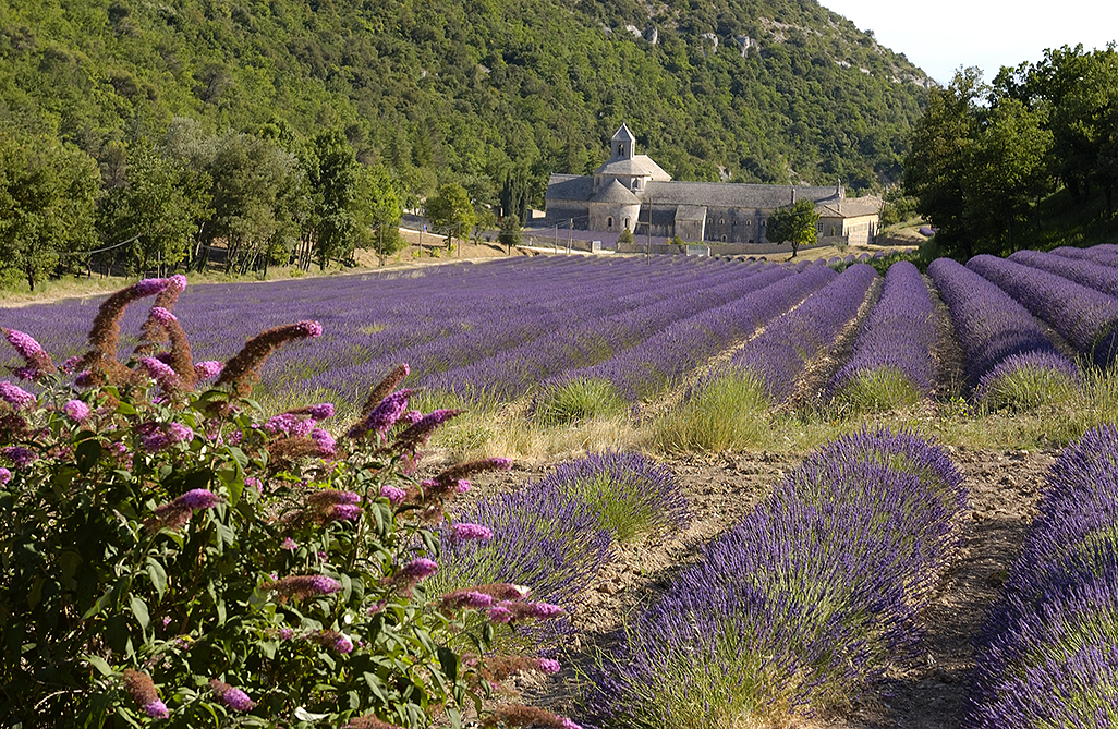 Senanque Abbey, Provence, S France 