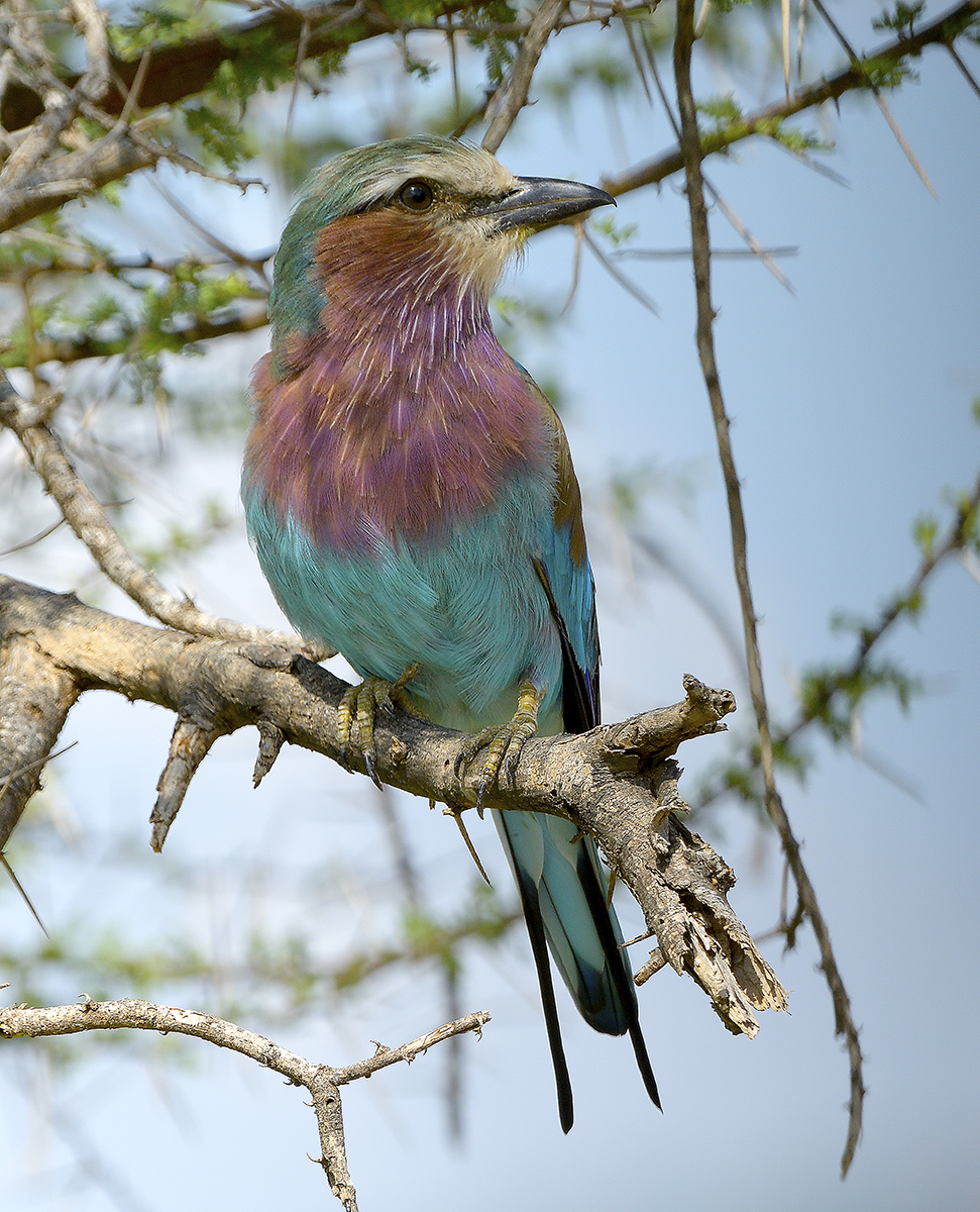 Lilac Breasted Roller Kenya 